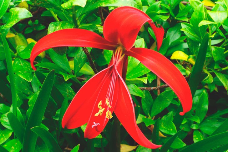 Significado de la flor de lis espiritual