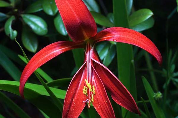 Significado espiritual de la flor de lis