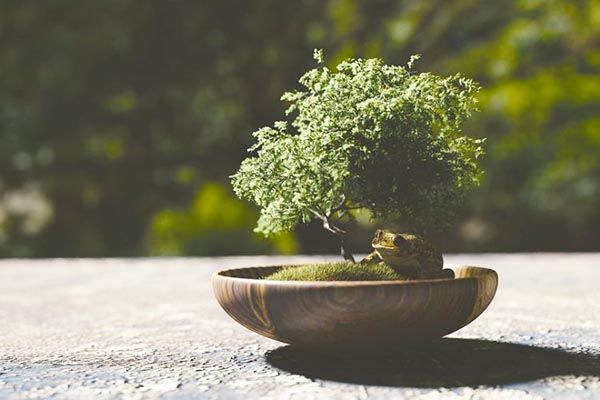 Significado espiritual del bonsai