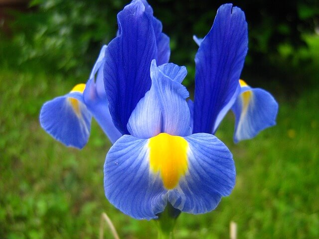 significado religioso de la flor de lis
