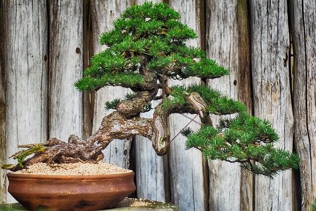 bonsai significado de regalar