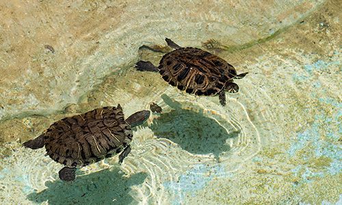 soñar con tortuga de agua