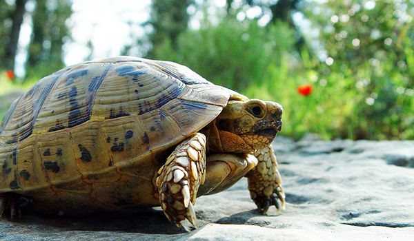 soñar con tortugas