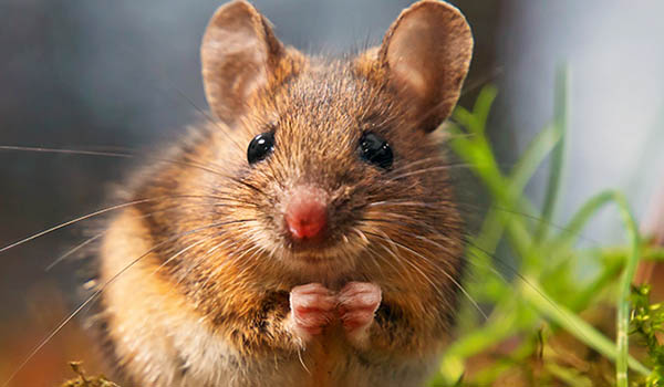 que significa soñar con ratones