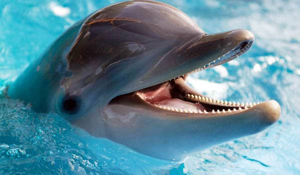 significado de soñar con delfin