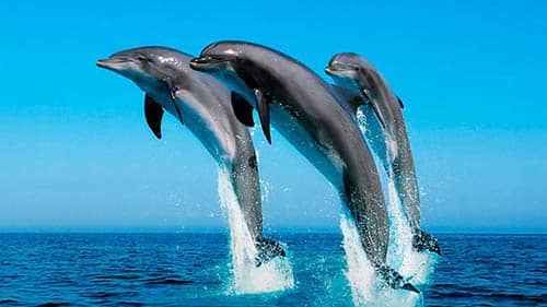 significado de soñar con delfines saltando