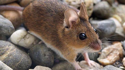 significado de soñar con ratones