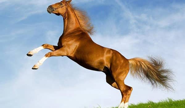 que significa soñar con caballo