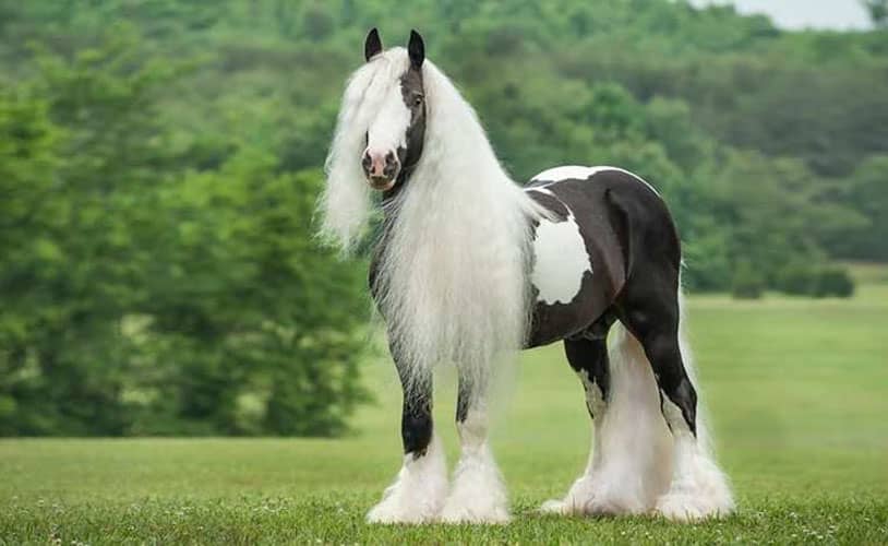 soñar con caballo