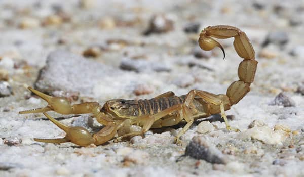 que significa soñar con alacran