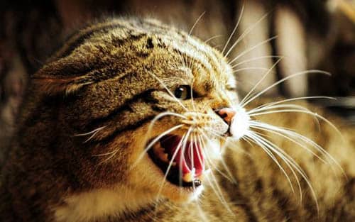 Que significa soñar con gatos que te atacan