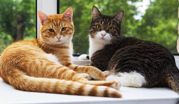 Que significa soñar con gatos