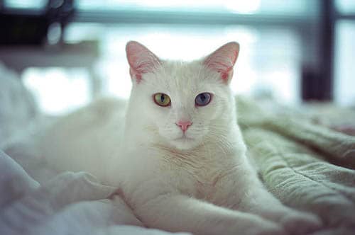 Soñar con gato blanco cariñoso