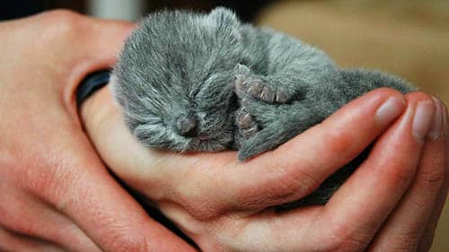 soñar con gatos pequeños