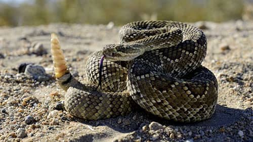 Soñar con una serpiente de cascabel