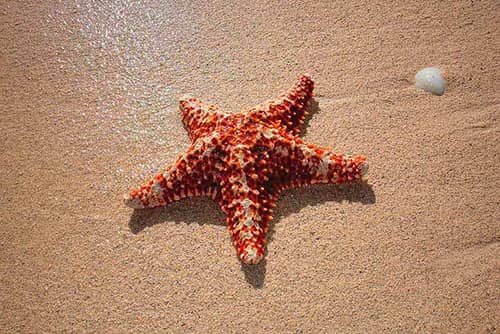 significado de una estrella de mar