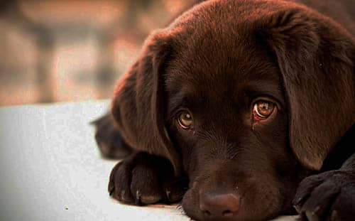 Significado de que tu perro te mire fijamente