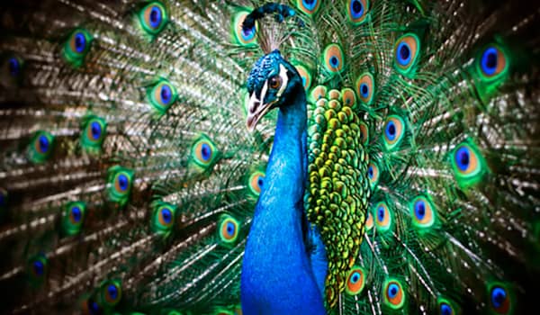 que significa soñar con pavo real