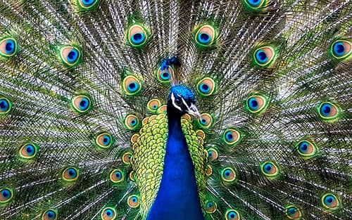 significado de soñar con un pavo real