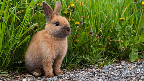 significado espiritual de conejo