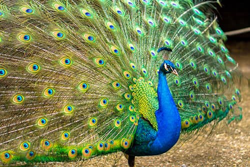 soñar con un pavo real significado