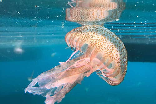 soñar con medusas significado