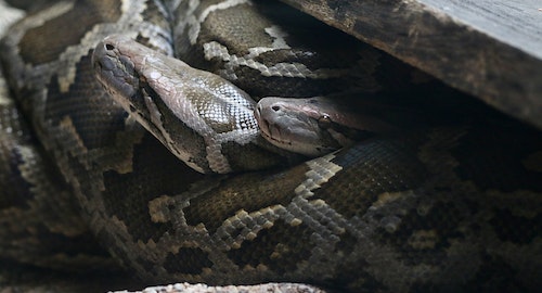 significado de soñar con serpientes