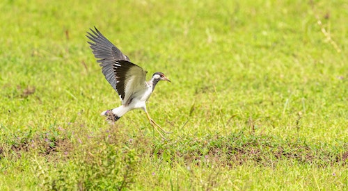 soñar que te atacan pájaros significado