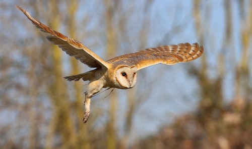 Qué significa soñar con lechuzas volando