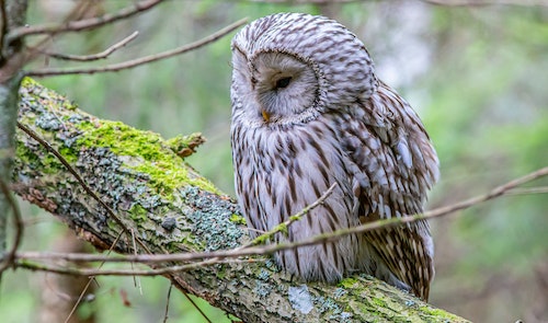 Soñar con lechuza psicoanalisis