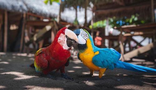 significado de soñar con pajaros coloridos