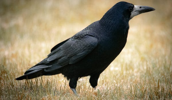 Significado espiritual de que un ave negra te persiga